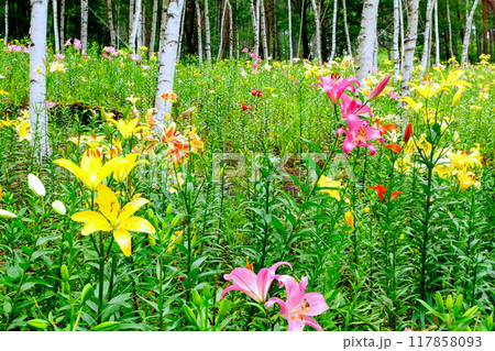 黄色とピンクのユリと白樺林 117858093