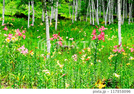 ユリの花畑と白樺 117858096