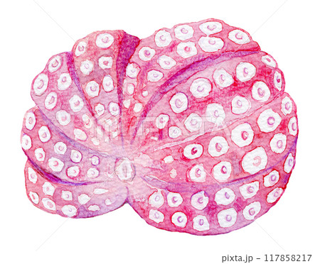 水彩イラスト　ゆでだこ 117858217