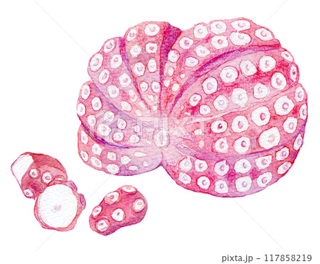 水彩イラスト　ゆでだこ 117858219