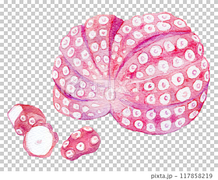 水彩イラスト　ゆでだこ 117858219