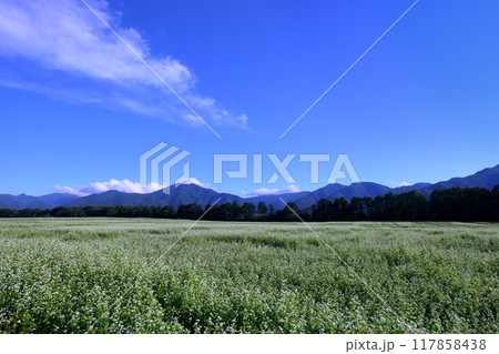 福島県南会津郡下郷町沢田 猿楽台地の広大なそば畑の白い蕎麦の花と快晴の青空と山の稜線 福島県南会津郡下郷町沢田 猿楽台地の広大なそば畑の白い蕎麦の花と快晴の青空と山の稜線 117858438