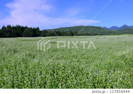 福島県南会津郡下郷町沢田　猿楽台地の広大なそば畑の白い蕎麦の花と快晴の青空と山の稜線 117858444
