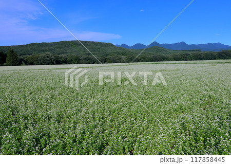 福島県南会津郡下郷町沢田 猿楽台地の広大なそば畑の白い蕎麦の花と快晴の青空と山の稜線 福島県南会津郡下郷町沢田 猿楽台地の広大なそば畑の白い蕎麦の花と快晴の青空と山の稜線 117858445