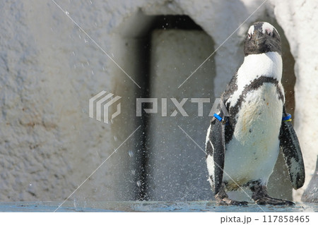 暑さにシャワーを浴びるペンギン　熱中症対策 117858465
