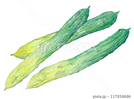 水彩イラスト　毛馬きゅうり 117858686