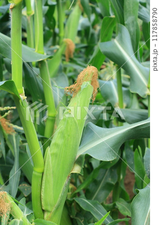 とうもろこし　トウモロコシ　トウキビ　コーン　夏野菜 117858790