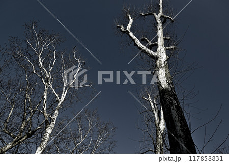 落葉樹 真冬のプラタナスの木 モノクローム 落葉樹 真冬のプラタナスの木 モノクローム 117858831