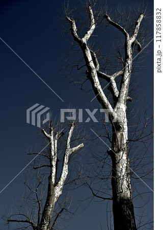 落葉樹　真冬のプラタナスの木 モノクローム 117858832