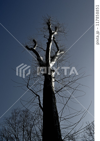 落葉樹　真冬のプラタナスの木 モノクローム 117858851