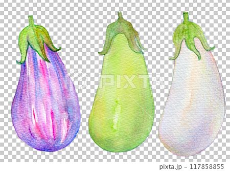 水彩イラスト　様々な種類のナス 117858855