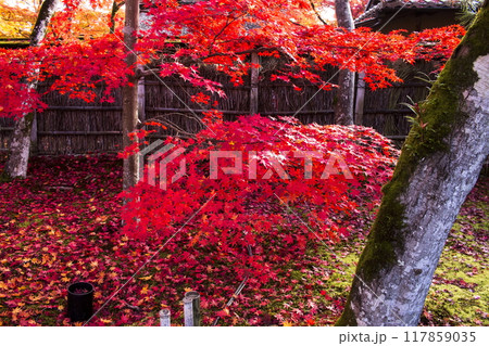 宝厳院の秋色 117859035