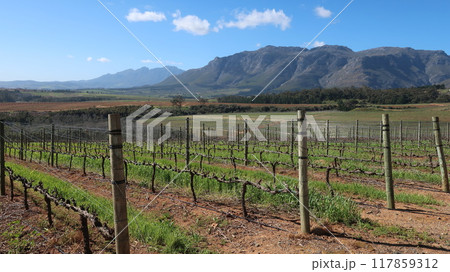南アフリカ西ケープ州のワイナリー Ernie Els 117859312