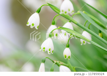 可愛いスズランの花 117859324