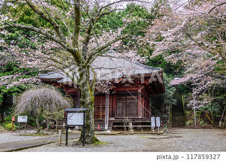 桜咲く秦野蓑毛大日堂境内 桜咲く秦野蓑毛大日堂境内 117859327