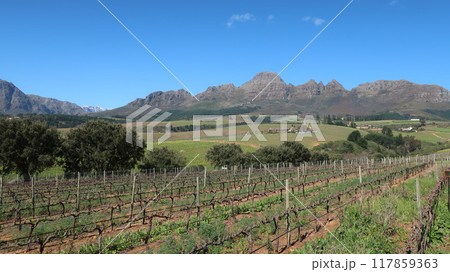 南アフリカ西ケープ州のワイナリー Guardian Peak 南アフリカ西ケープ州のワイナリー Guardian Peak 117859363