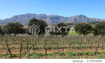 南アフリカ西ケープ州のワイナリー Guardian Peak 南アフリカ西ケープ州のワイナリー Guardian Peak 117859364
