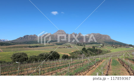 南アフリカ西ケープ州のワイナリー Guardian Peak 南アフリカ西ケープ州のワイナリー Guardian Peak 117859367
