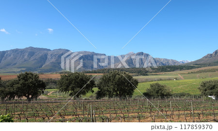 南アフリカ西ケープ州のワイナリー Guardian Peak 南アフリカ西ケープ州のワイナリー Guardian Peak 117859370