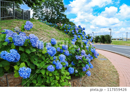 【千葉県印西市】満開の紫陽花が咲く木下万葉公園の風景 117859426