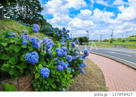【千葉県印西市】満開の紫陽花が咲く木下万葉公園の風景 【千葉県印西市】満開の紫陽花が咲く木下万葉公園の風景 117859427