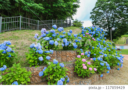 【千葉県印西市】満開の紫陽花が咲く木下万葉公園の風景 117859429