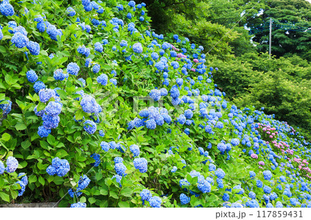 【千葉県印西市】満開の紫陽花が咲く木下万葉公園の風景 117859431