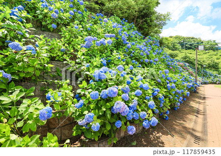 【千葉県印西市】満開の紫陽花が咲く木下万葉公園の風景 117859435