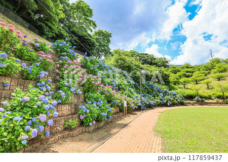 【千葉県印西市】満開の紫陽花が咲く木下万葉公園の風景 117859437