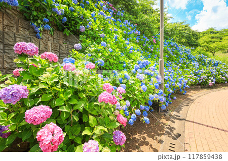 【千葉県印西市】満開の紫陽花が咲く木下万葉公園の風景 117859438