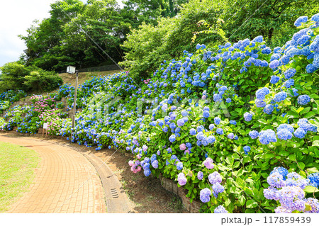 【千葉県印西市】満開の紫陽花が咲く木下万葉公園の風景 117859439