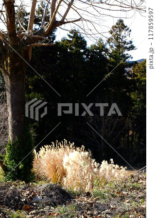 冬木立と輝くススキ　【相模原市津久井　1月】 117859597