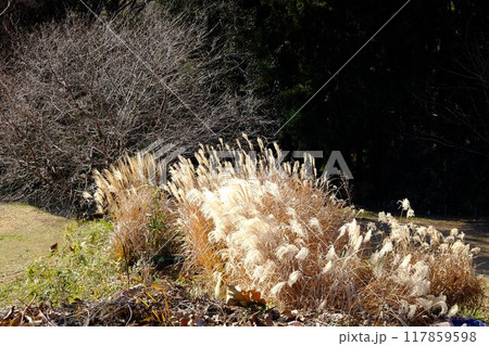 桜の木立と輝くススキ　【相模原市津久井　1月】 117859598