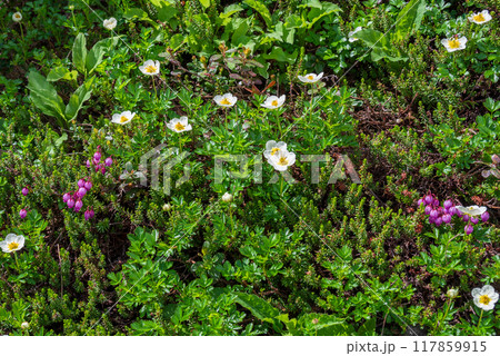 高山散策路に咲くチングルマの白い花とピンク色のエゾノツガザクラ 高山散策路に咲くチングルマの白い花とピンク色のエゾノツガザクラ 117859915