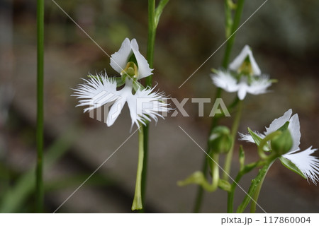 庭のサギソウ 117860004