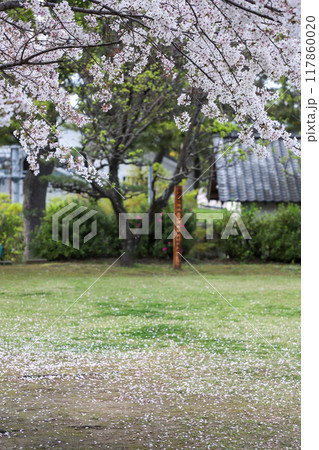 新緑の公園から見える風景 117860020