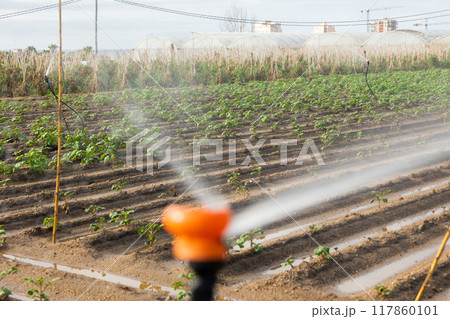 Irrigation of agricultural field with sprinkler Irrigation of agricultural field with sprinkler 117860101