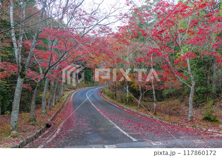 三倉岳の紅葉 三倉岳の紅葉 117860172