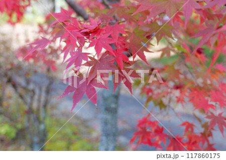 三倉岳の紅葉 117860175