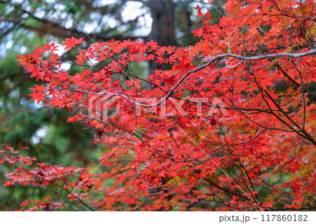 三倉岳の紅葉 117860182