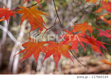 三倉岳の紅葉 三倉岳の紅葉 117860184