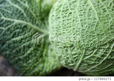 低農薬栽培のちりめんキャベツ 新鮮生野菜 低農薬栽培のちりめんキャベツ 新鮮生野菜 117860271