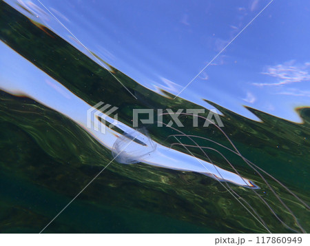 水面を泳ぐアンドンクラゲ 117860949