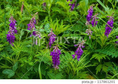 チシマゲンゲ チシマゲンゲ 117861201