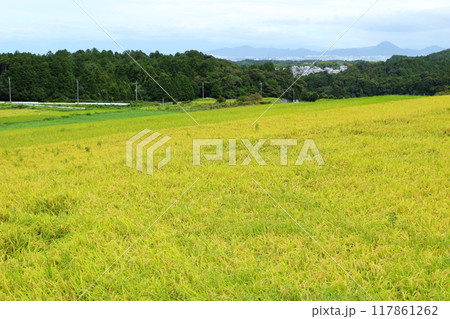 収穫間近の水田の風景 117861262