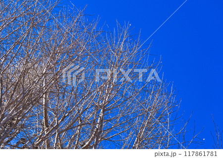 冬の上野公園と美しい青空（東京都台東区） 117861781