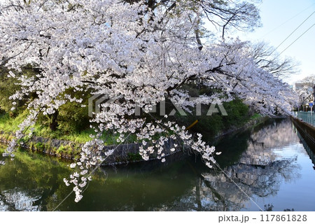 群馬県高崎市 高崎城址公園お堀の満開桜 群馬県高崎市 高崎城址公園お堀の満開桜 117861828