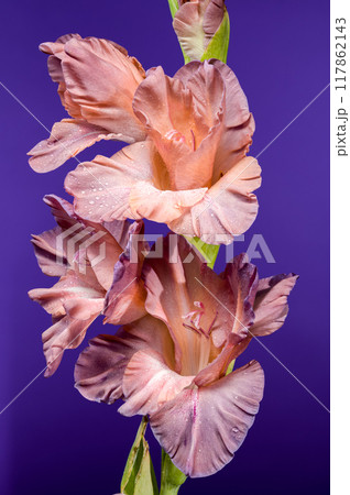 Blooming gladiolus chocolate on a purple background 117862143