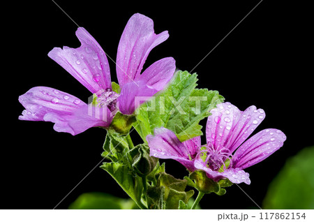 Blooming pink malva sylvestris on a black background 117862154