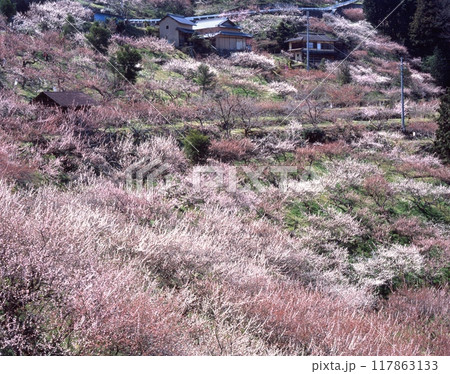 賀名生梅林（あのうばいりん） /奈良県五條市西吉野町北曽木 117863133